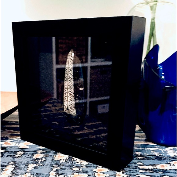 Orthoceras fossil framed - Picture 3 of 10